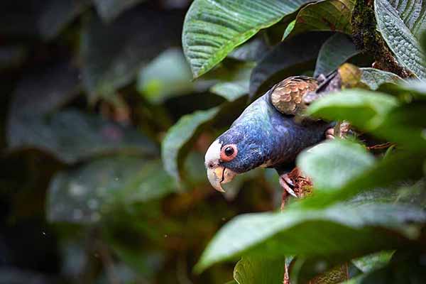 Piona białoczelna (Pionus senilis)