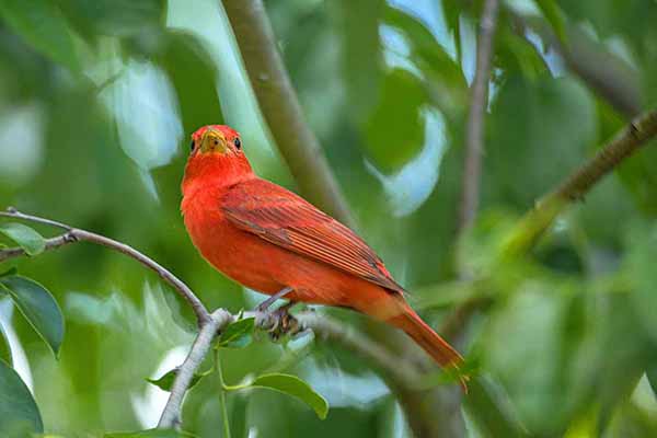 Piranga pąsowa (Piranga rubra)