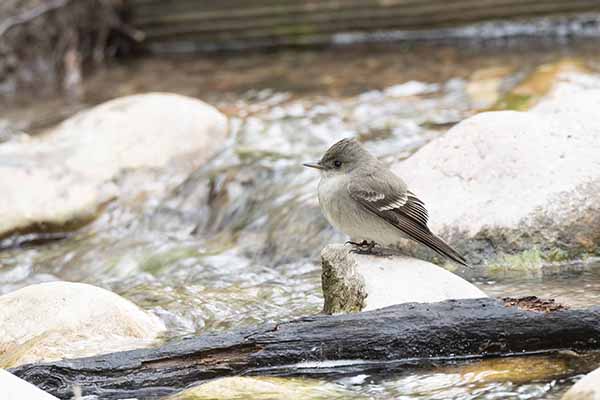 Piwik brunatny (Contopus sordidulus)