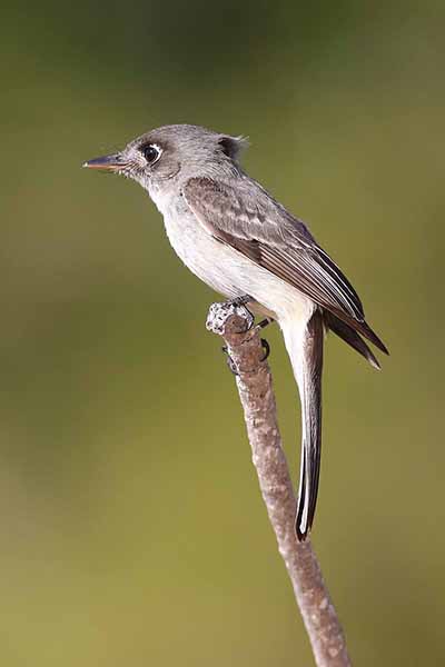 Piwik karaibski (Contopus caribaeus)