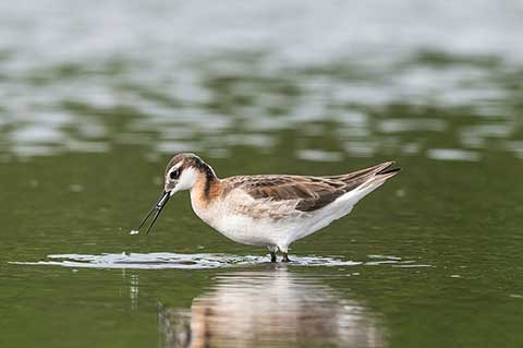 Płatkonóg trójbarwny (Phalaropus tricolor)