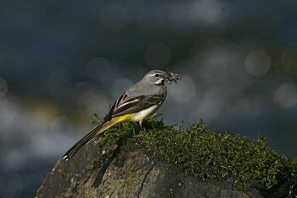 Pliszka górska (Motacilla cinerea)