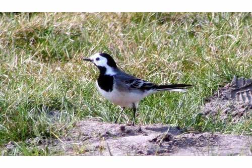 Pliszka siwa (Motacilla alba)