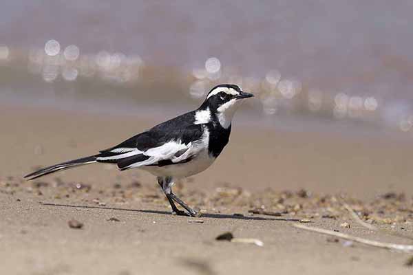 Pliszka srokata (Motacilla aguimp)