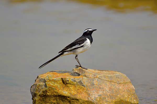 Pliszka żałobna (Motacilla madaraspatensis)