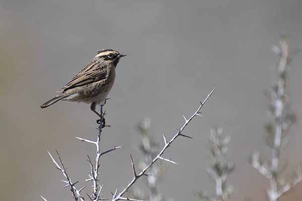 Płochacz czarnogardły (Prunella atrogularis)