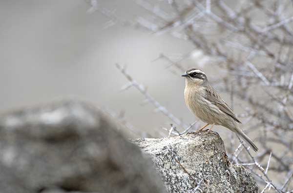 Płochacz płowy (Prunella fulvescens)
