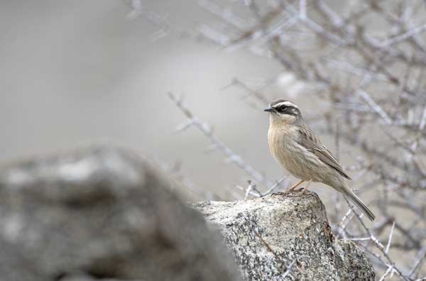 Płochacz płowy (Prunella fulvescens)