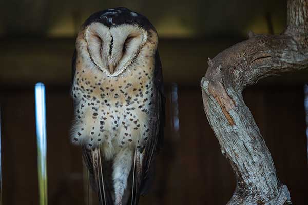 Płomykówka ziemna (Tyto capensis)