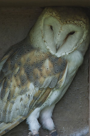 Płomykówka (zwyczajna) (Tyto alba)