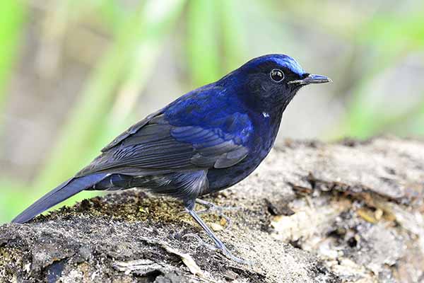 Pluszanka białosterna (Myiomela leucura)