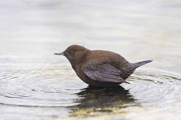 Pluszcz ciemny (Cinclus pallasii)