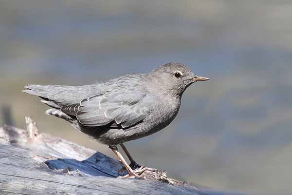 Pluszcz meksykański (Cinclus mexicanus)