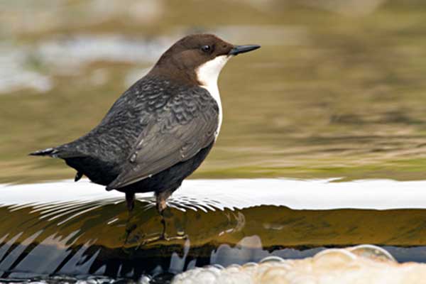 Pluszcz zwyczajny (Cinclus cinclus)