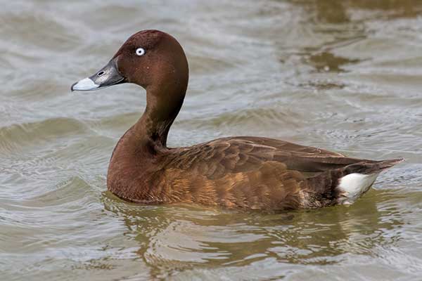 Podgorzałka australijska (Aythya australis)