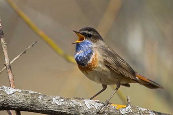 Podróżniczek (Luscinia svecica)