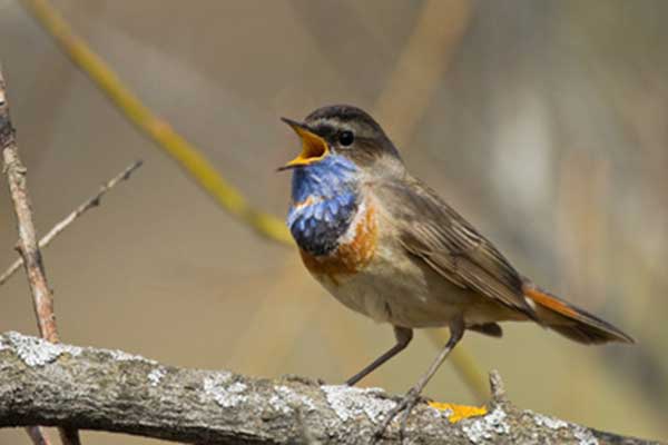 Podróżniczek (Luscinia svecica)