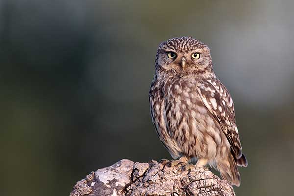 Pójdźka (zwyczajna) (Athene noctua)