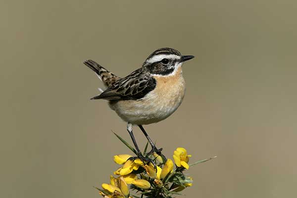 Pokląskwa (Saxicola rubetra)