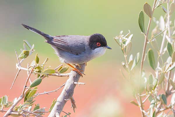 Pokrzewka aksamitna (Curruca melanocephala)