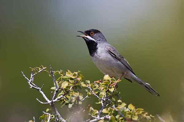 Pokrzewka czarnogardła (Curruca ruppeli)
