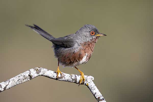 Pokrzewka kasztanowata (Curruca undata)