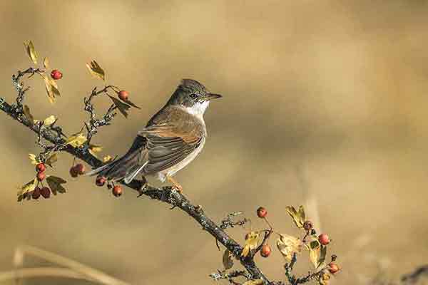 Pokrzewka okularowa (Curruca conspicillata)