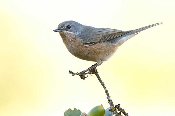 Pokrzewka wąsata (Curruca cantillans)