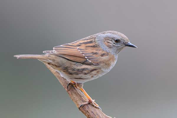 Pokrzywnica (Prunella modularis)