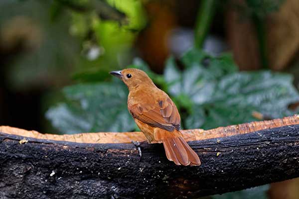 Pokutnik rdzawy (Rhytipterna holerythra)