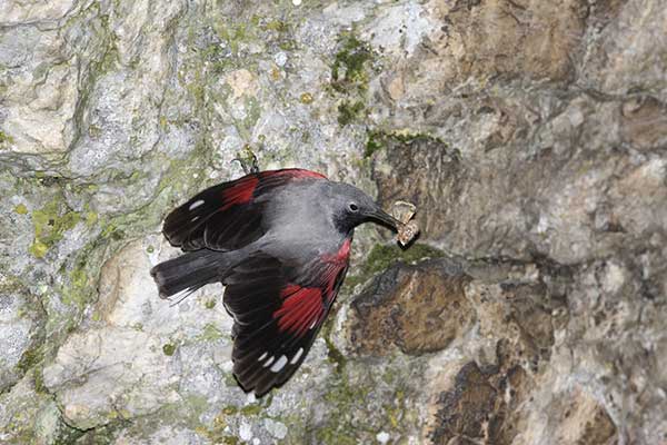 Pomurnik (Tichodroma muraria)