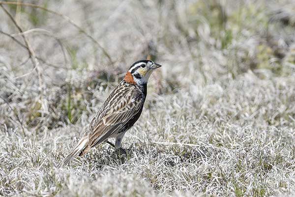 Poświerka czarnobrzucha (Calcarius ornatus)