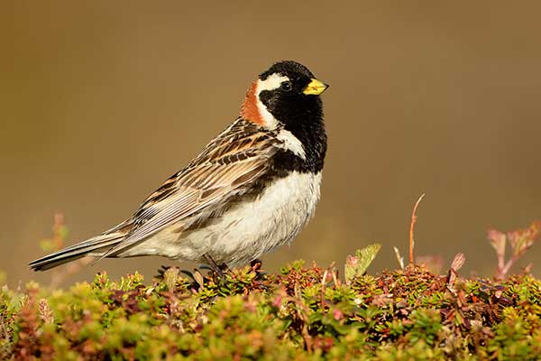 Poświerka (zwyczajna) (Calcarius lapponicus)