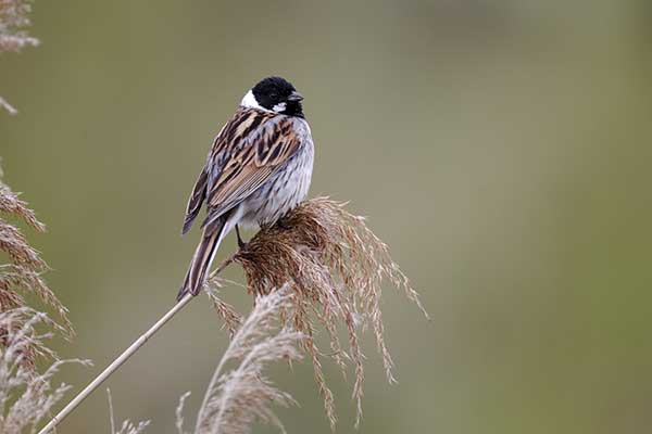 Potrzos (zwyczajny) (Schoeniclus schoeniclus)