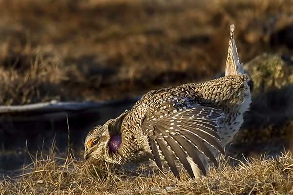 Preriokur bażanci (Tympanuchus phasianellus)