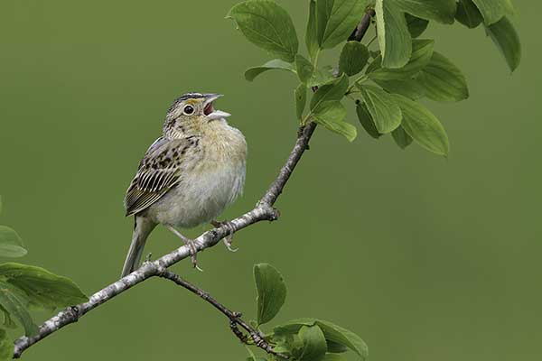 Preriówek plamisty (Ammodramus savannarum)