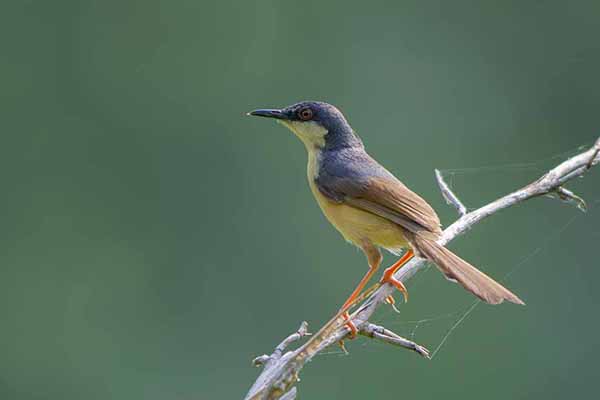 Prinia indyjska (Prinia socialis)