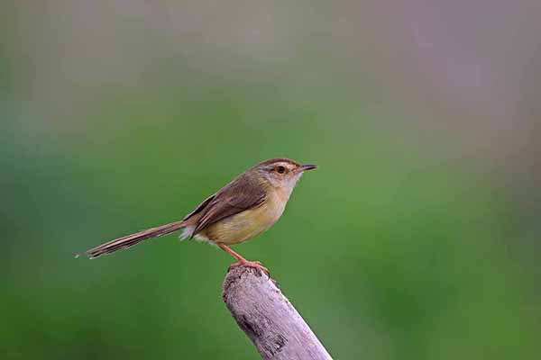 Prinia myszata (Prinia subflava)