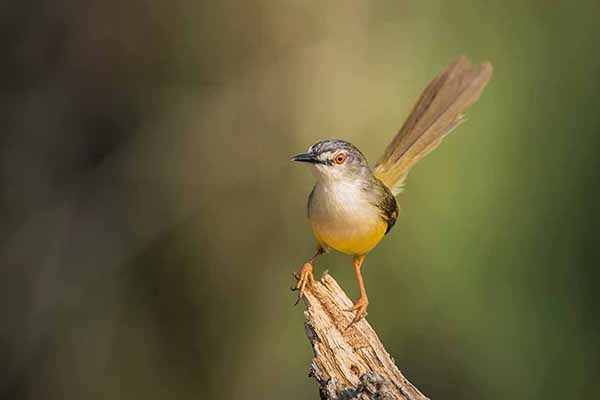 Prinia żółtobrzucha (Prinia flaviventris)