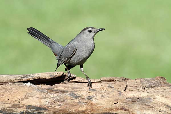 Przedrzeźniacz ciemny (Dumetella carolinensis)