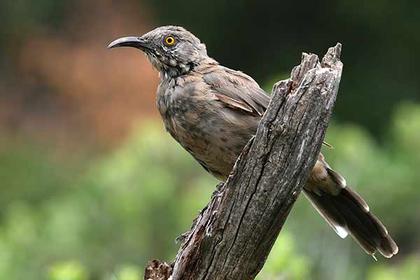 Przedrzeźniacz krzywodzioby (Toxostoma curvirostre)