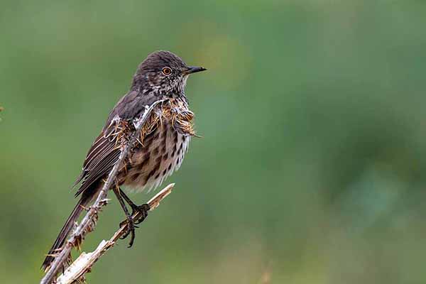 Przedrzeźniacz smugowany (Oreoscoptes montanus)