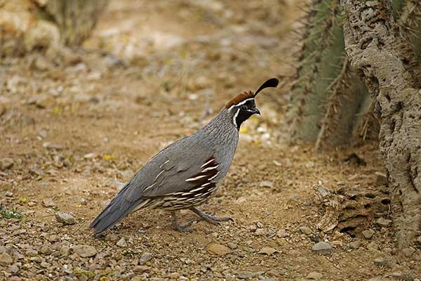 Przepiór czubaty (Callipepla gambelii)