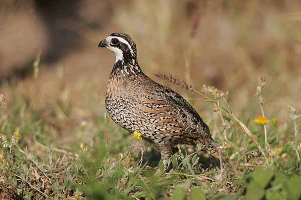 Przepiór wirginijski (Colinus virginianus)