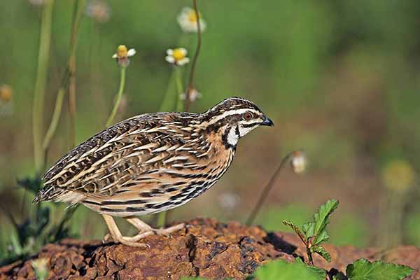 Przepiórka indyjska (Coturnix coromandelica)