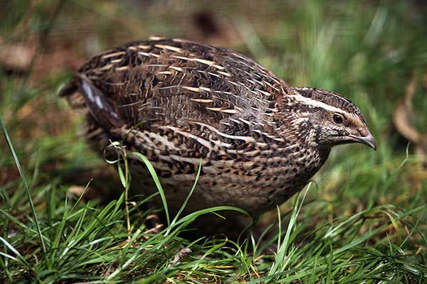 Przepiórka japońska (Coturnix japonica)