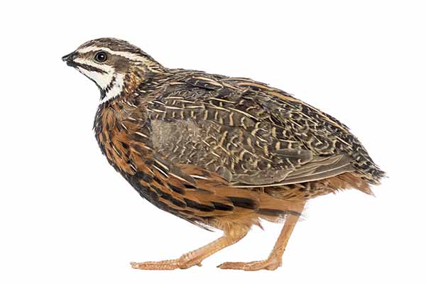 Przepiórka pstra (Coturnix delegorguei)