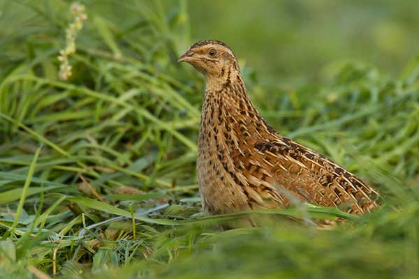 Przepiórka (zwyczajna) (Coturnix coturnix)