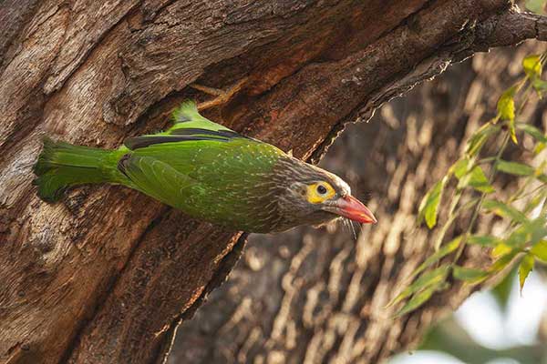 Pstrogłów nakrapiany (Psilopogon zeylanicus)