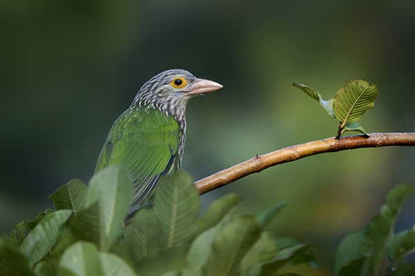 Pstrogłów plamkowany (Psilopogon lineatus)